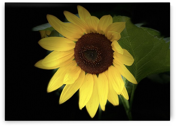 49B02D35 27C4 45C2 B5CA 4D5EF1E358FA by shadowmaud