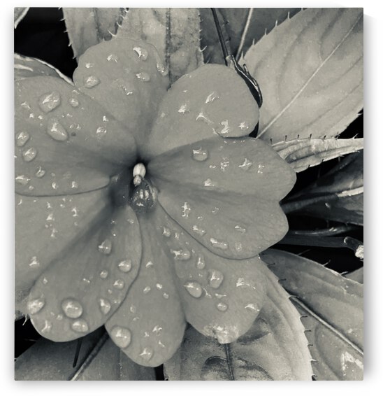 8DF11503 D7DB 4C22 9B4E 95868F230A85 by shadowmaud