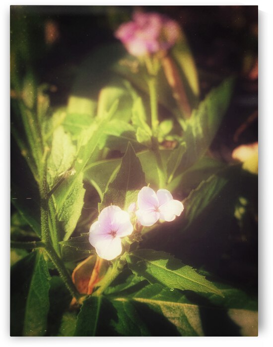 5B22A532 948D 419C B036 7E0E683D359F by shadowmaud