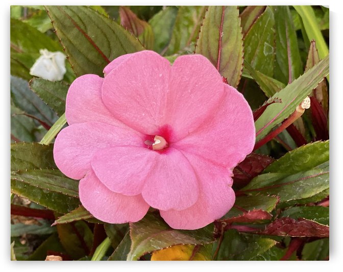 9FFECCC0 0A5B 4A76 8752 4E2BE19CF21B by shadowmaud