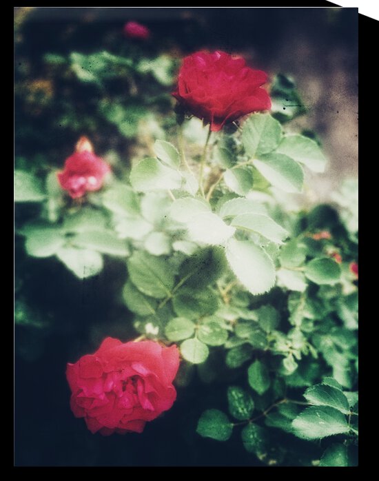 234FDA03 B6C3 47BE 96E4 00A8C93D0AC5 by shadowmaud