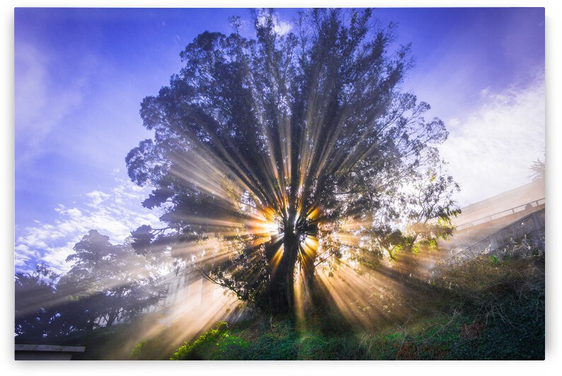 Rays of Light by WOW Factor Photography