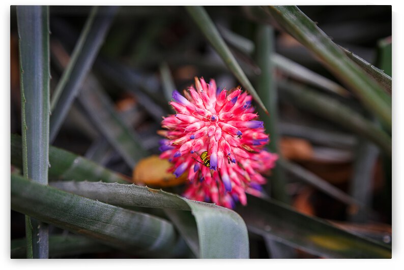 The Color Of Life by WOW Factor Photography