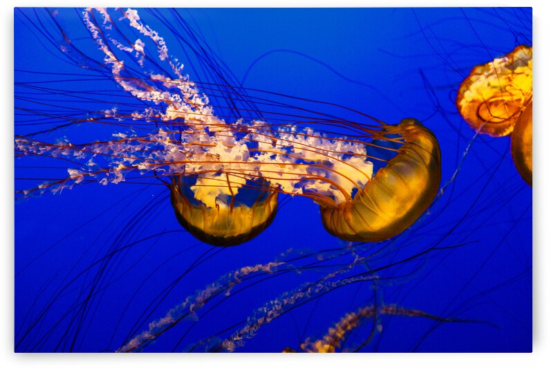 Monterey Jellyfish by WOW Factor Photography