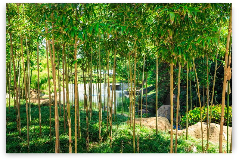 Bamboo by WOW Factor Photography