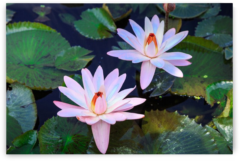 Water Lilies by WOW Factor Photography