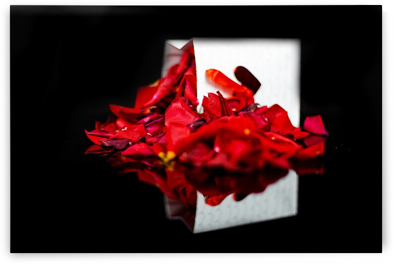 Rose Petals by WOW Factor Photography