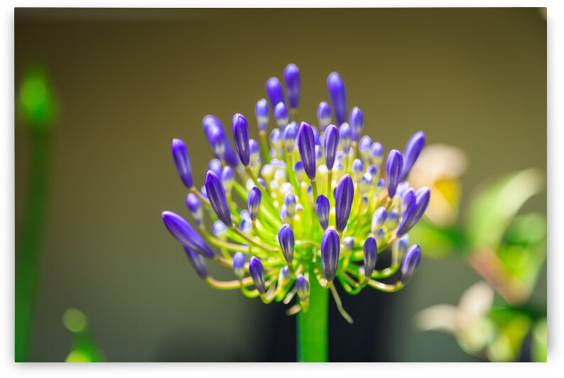 Agapanthus by WOW Factor Photography