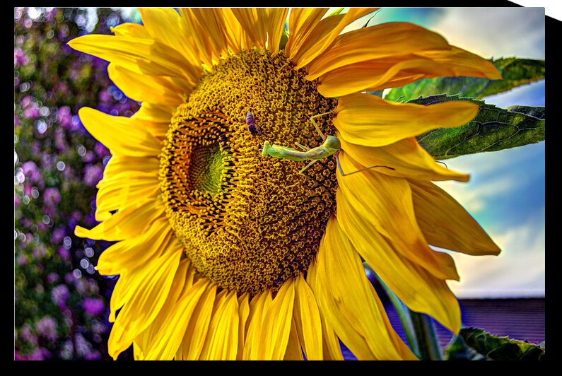 Sunflower Creative by WOW Factor Photography