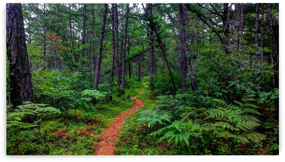 HDR211 by Holly Heath