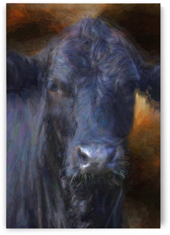 Black Angus Portrait  by HH Photography of Florida