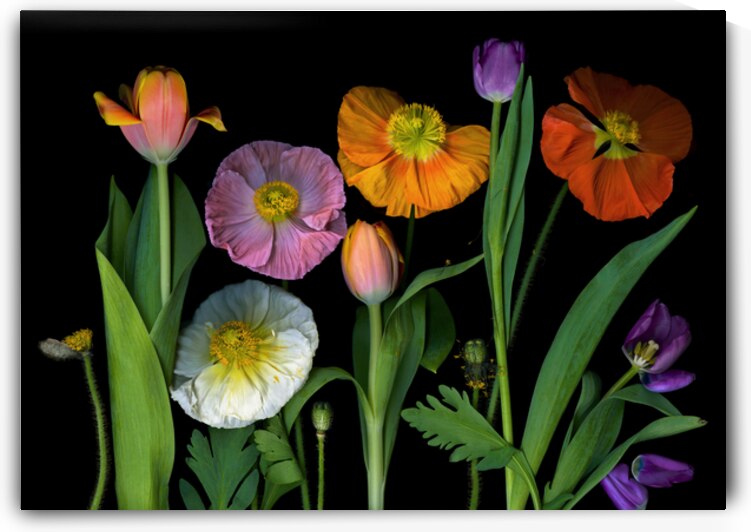 Icelandic Poppies and Tulips by Jane Baron