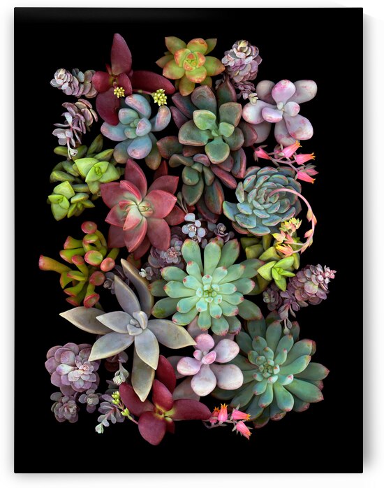 Succulent Montage by Jane Baron