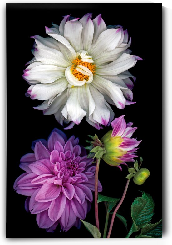 Dahlias by Jane Baron
