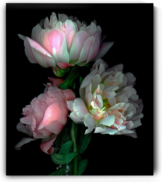 Peonies  by Jane Baron