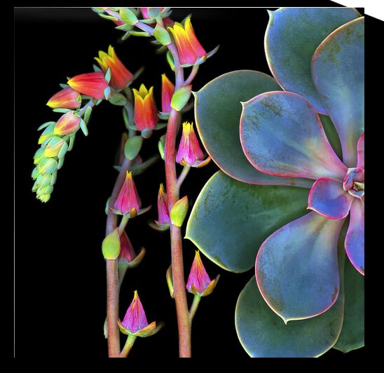 Succulent 2  by Jane Baron