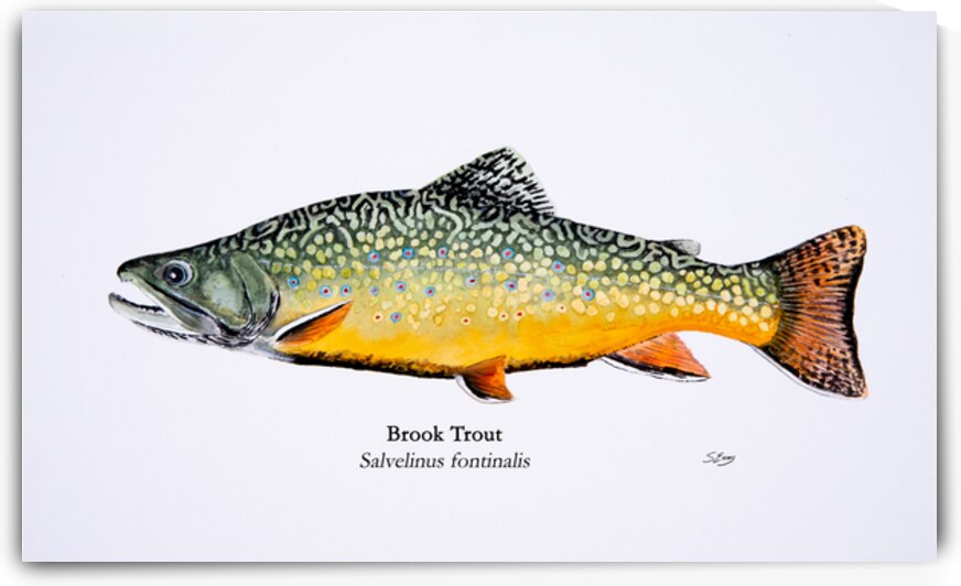 Coaster Brook Trout Painting by Stephen Emms