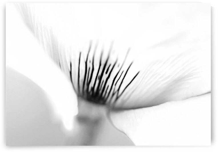 Poppy Abstract Black And White by Deb Oppermann