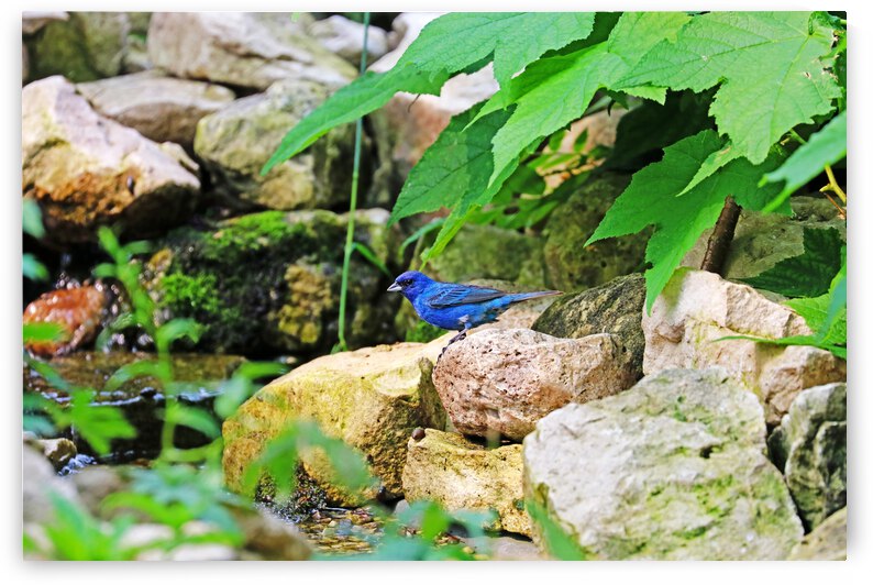 Indigo On The Rocks by Deb Oppermann