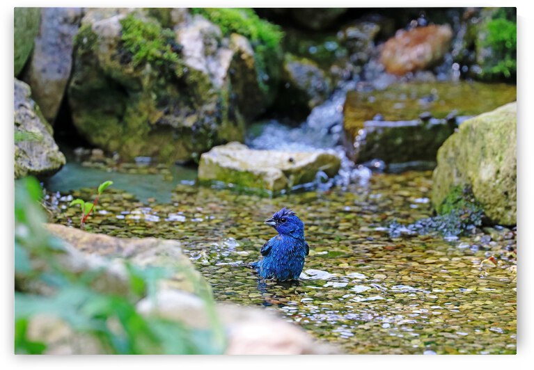 Streaming by Deb Oppermann