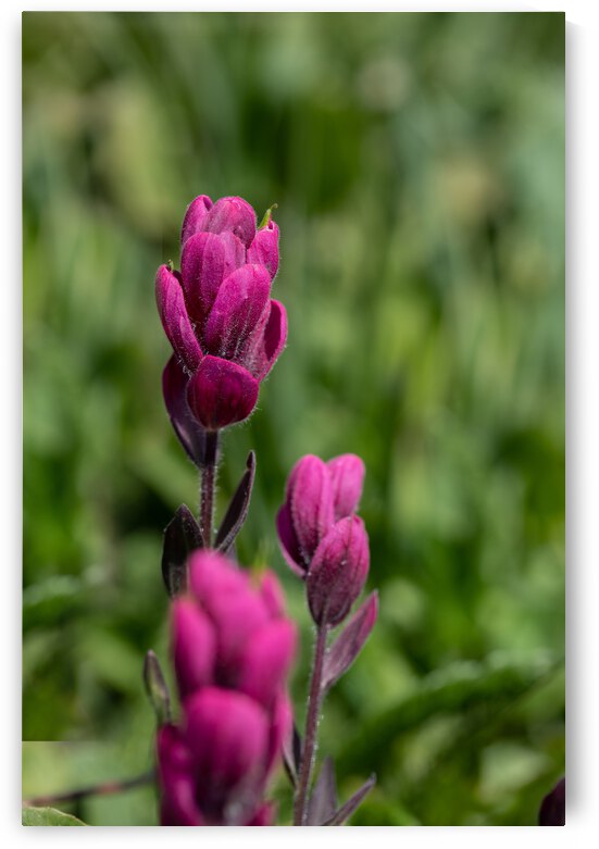 5DM47098 edited 1 by Lynn J Shore   Photographist