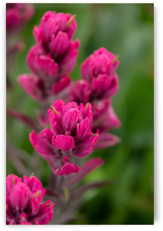 5DM46951 edited 1 by Lynn J Shore   Photographist