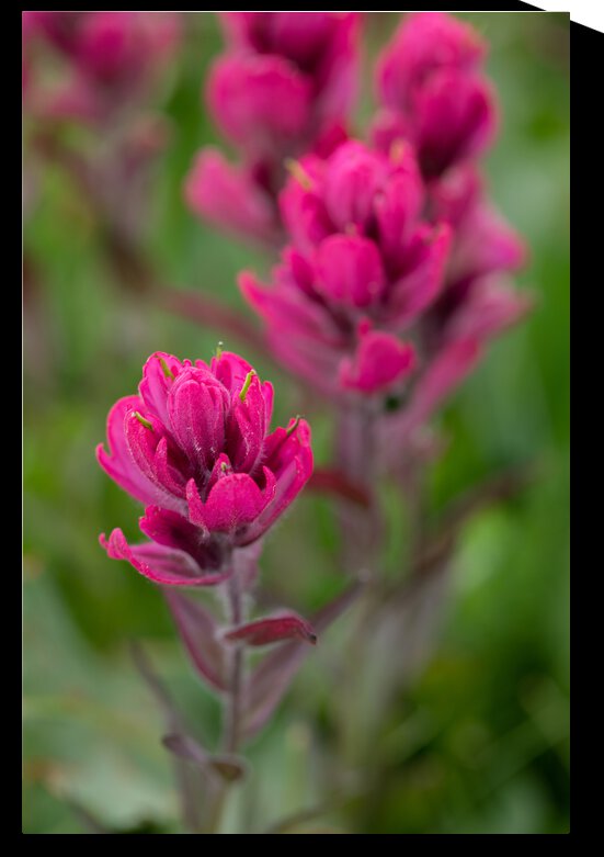 5DM46954 edited 1 by Lynn J Shore   Photographist