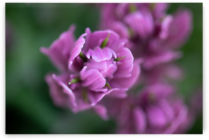 5DM47035 edited 1 by Lynn J Shore   Photographist