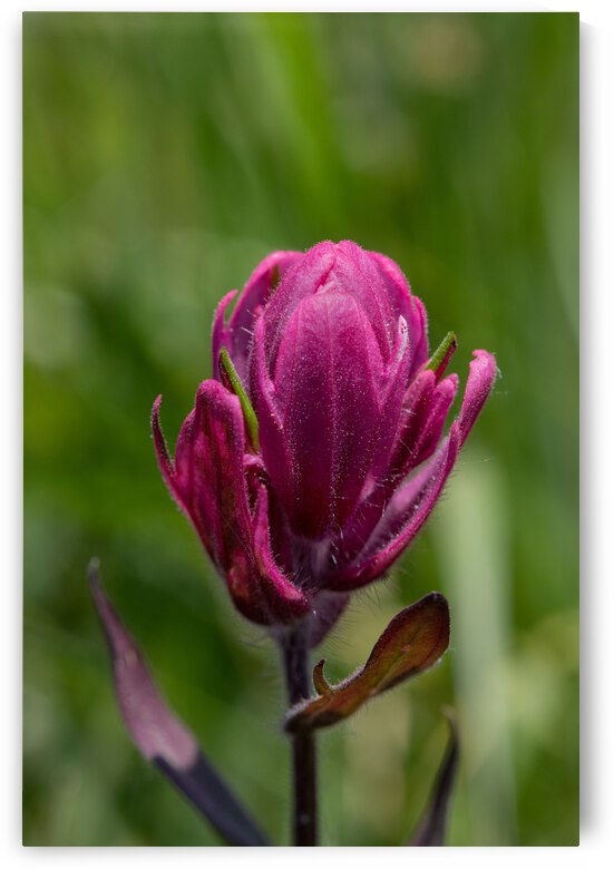 5DM47079 edited 1 by Lynn J Shore   Photographist