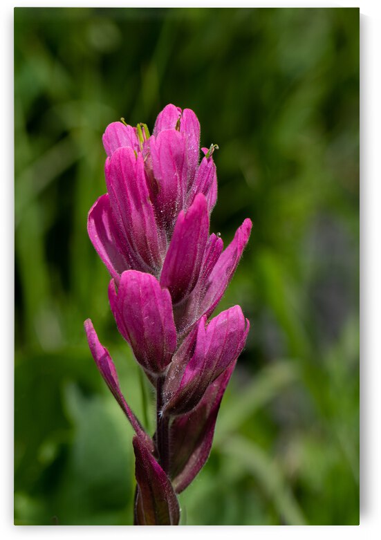 7DM28329 edited 1 by Lynn J Shore   Photographist