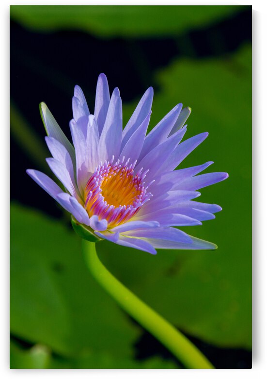 IMG 0064 1 edited 2 by Lynn J Shore   Photographist