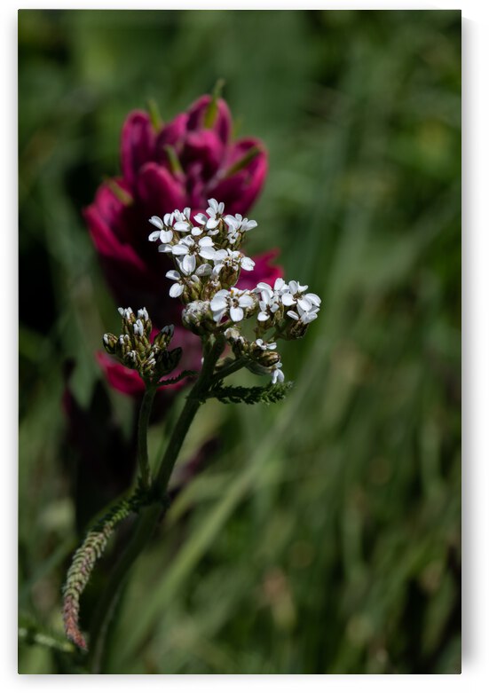 5DM47101 edited 1 by Lynn J Shore   Photographist