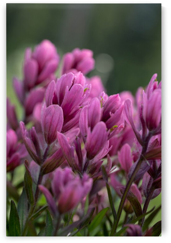 5DM47053 edited 1 by Lynn J Shore   Photographist