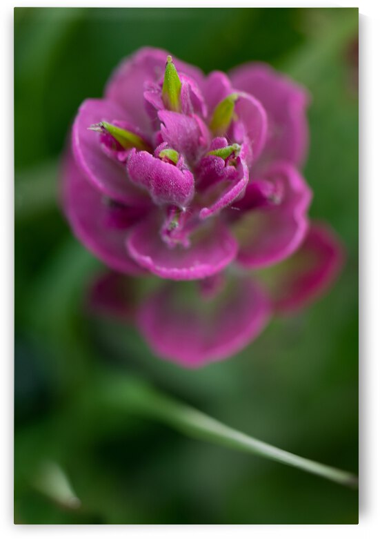 5DM47120 edited 1 by Lynn J Shore   Photographist