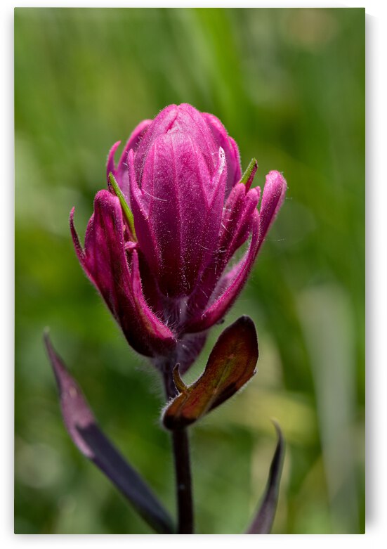 5DM47078 edited 1 by Lynn J Shore   Photographist