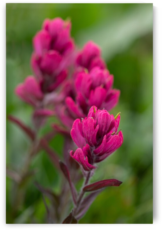 5DM46956 edited 1 by Lynn J Shore   Photographist