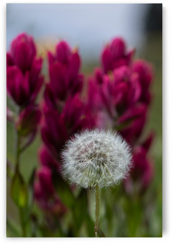 7DM28356 edited 1 by Lynn J Shore   Photographist