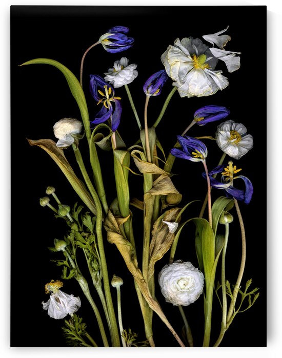 Fading Tulips and Ranunculus by Jane Baron