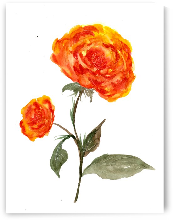 Orange Roses by Sebastian Grafmann