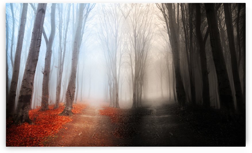 Metaphor for life by Toma Bonciu