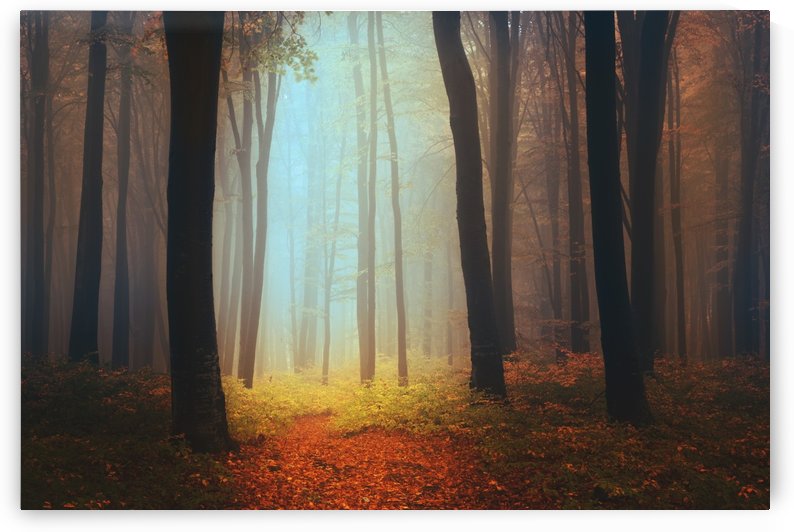 Where fairies live by Toma Bonciu