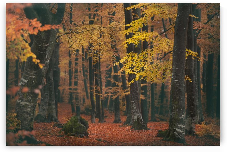 Far in the distance by Toma Bonciu