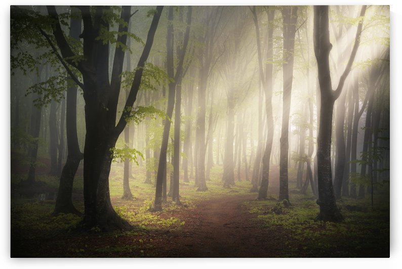 Where dreams come true by Toma Bonciu