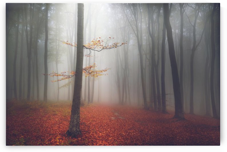 The light tree by Toma Bonciu
