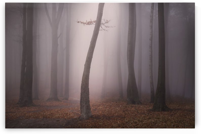 Lonely by Toma Bonciu