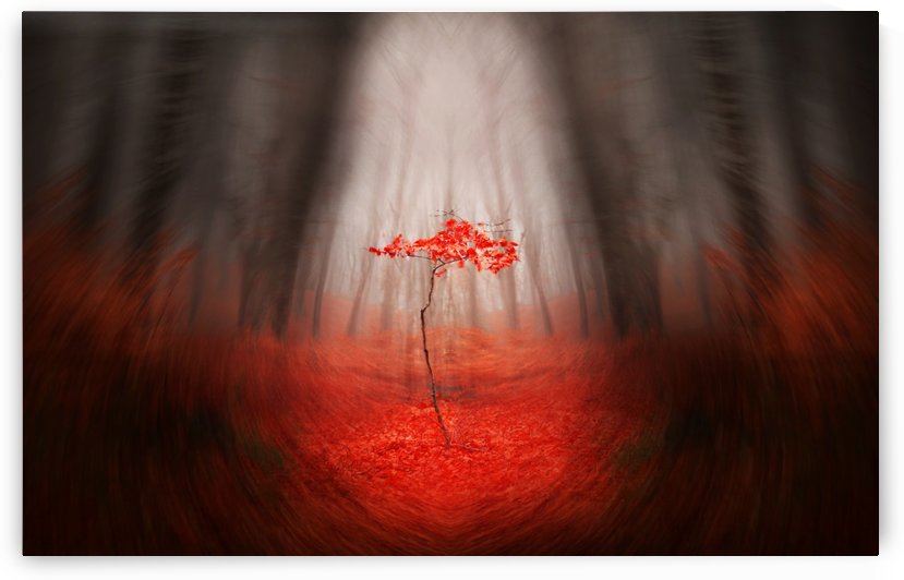 The Red tree by Toma Bonciu