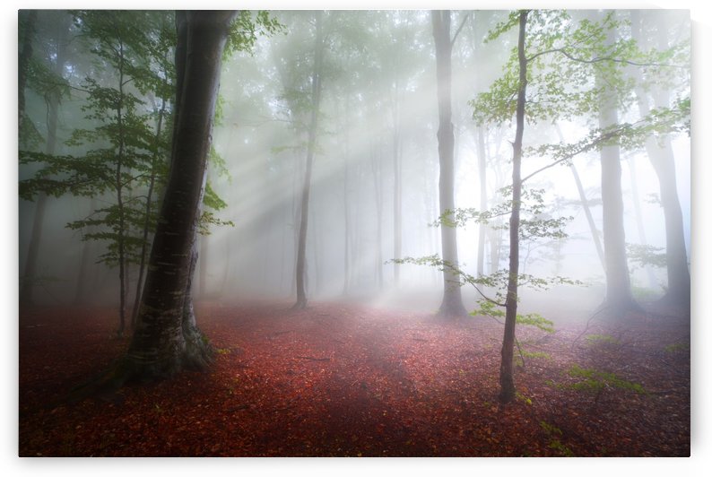 Hope by Toma Bonciu