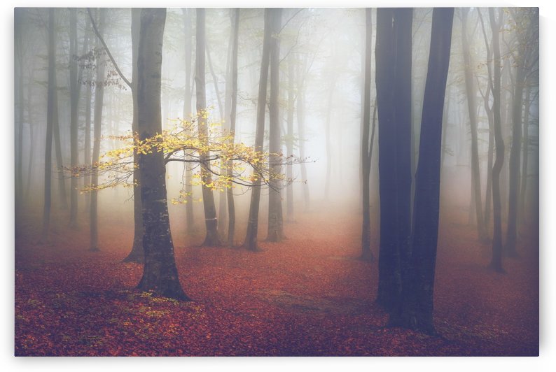 The yellow tree by Toma Bonciu