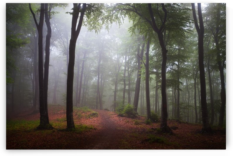 The Garden by Toma Bonciu