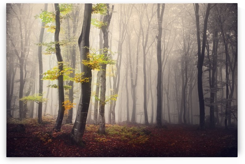 Four brothers in light by Toma Bonciu
